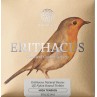KNOBLOCH ERITHACUS QZ NYLON 3CX HIGH TENSION JEU EDQ 3C 34.5